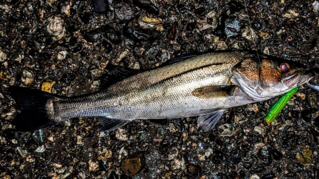 グッドコンディションのシーバス！