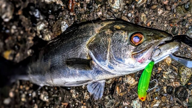 65㎝クラスがTKLM90のワープスライドに♪