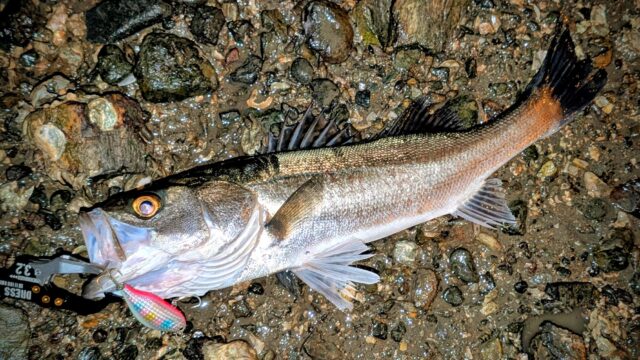 昨晩のシーバスより20㎝サイズダウンでしたが、反応が嬉しい♪