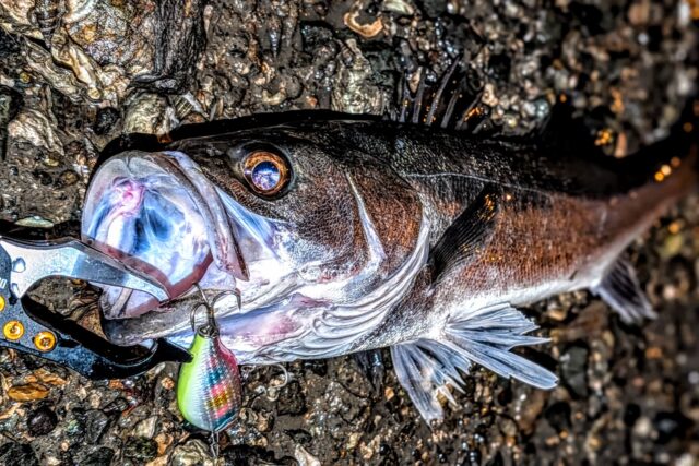 思い通りに反応してくれたシーバスに感謝！