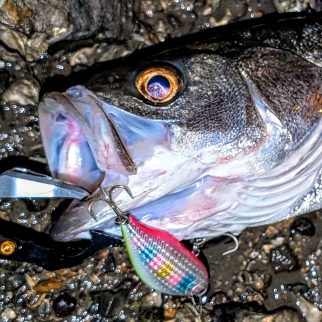 PXL_20251118_120024382.PORTRAIT.ORIGINAL~2_copy_1048x1048