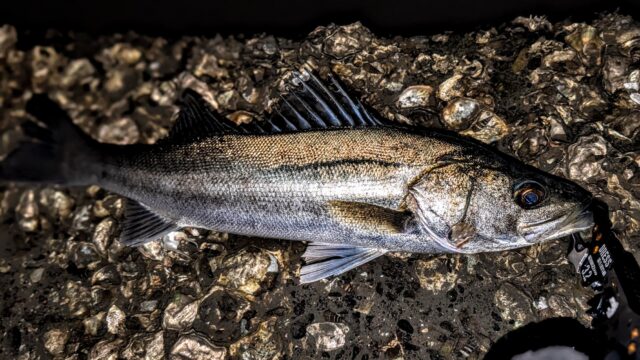 グッドコンディションのレギュラーサイズ！