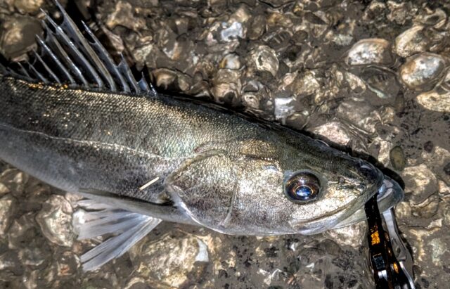 PXL_20251119_113448233.PORTRAIT.ORIGINAL~2