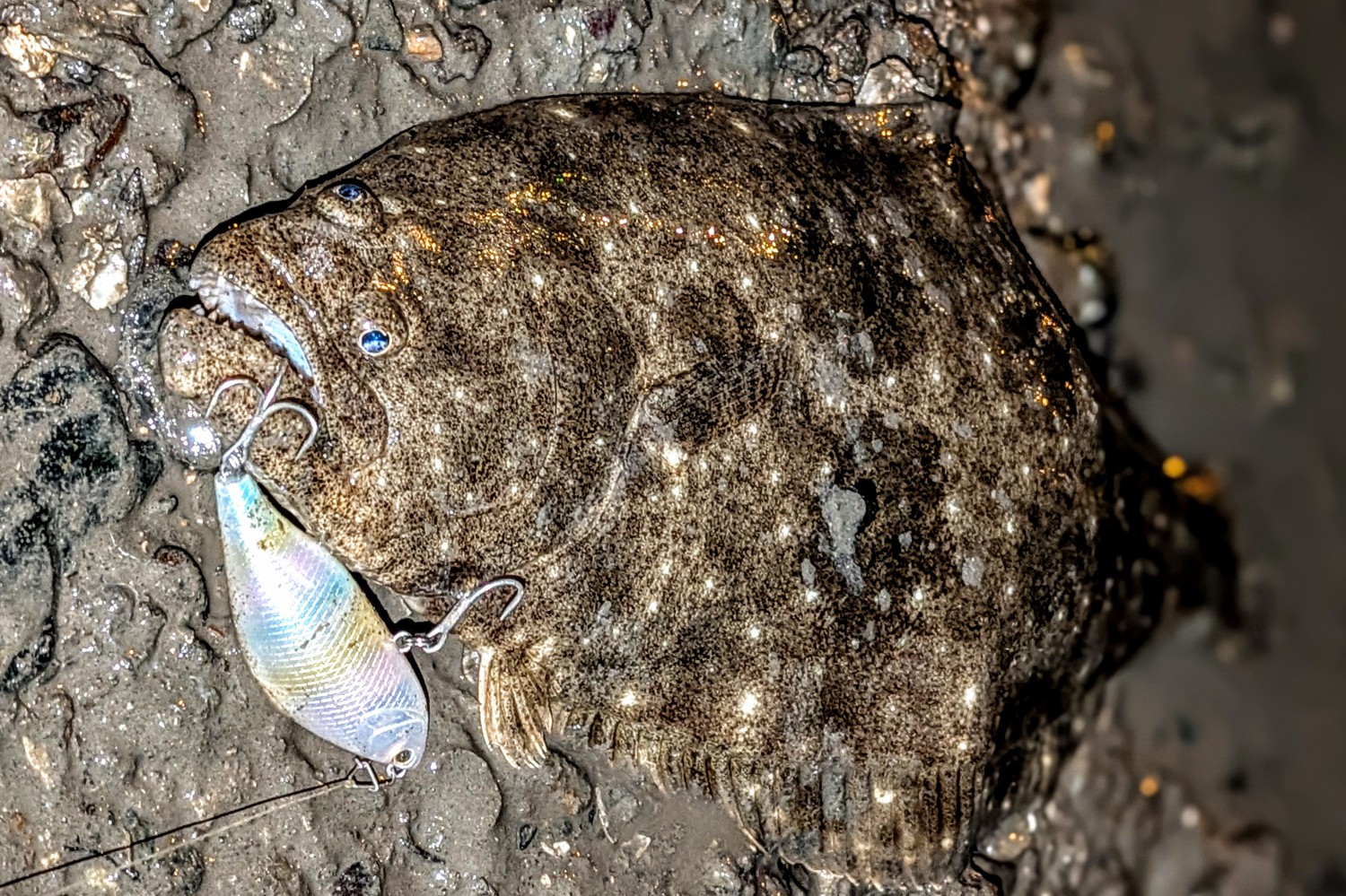 PXL_20251119_123305200.PORTRAIT~2_copy_1500x999