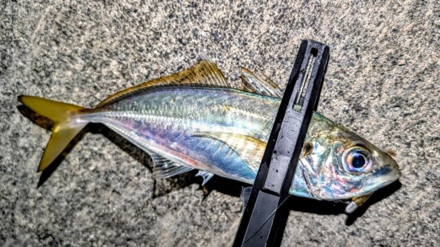 体高のある美味しそうなアジ！