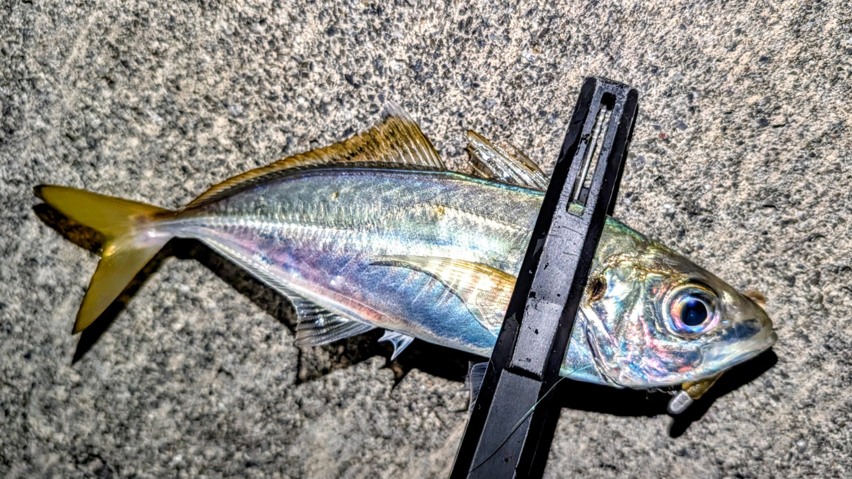 体高のある美味しそうなアジ！