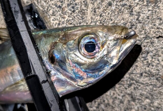 PXL_20251120_085244235~2_copy_1045x715_1