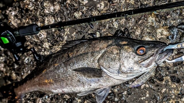 非常に体高が高くて頭部がコンパクトな個体でした