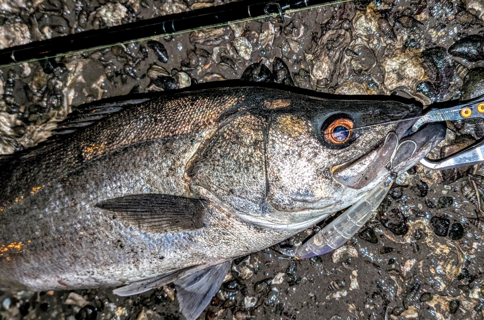 PXL_20251121_130340138.PORTRAIT~2_copy_1675x1107