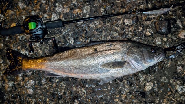 PXL_20251121_130703108~3_copy_1848x1040