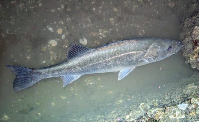 70㎝を少し超えた体高のあるキレイなシーバスでした！