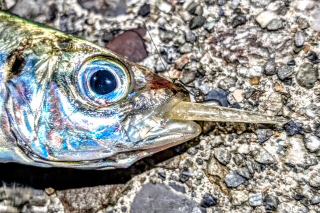 シャローへ入ってくるアジは躊躇なくワームを吸い込む！