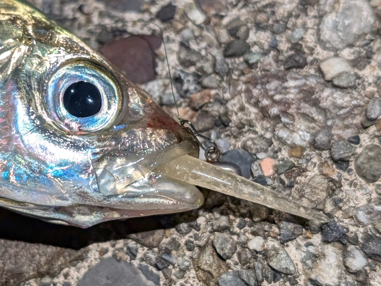 PXL_20251123_082416109~3