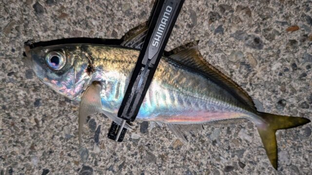 シャローエリアのアジは良型が揃う！