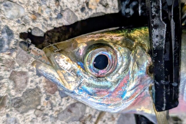 ハードタイプのワームもしっかり吸い込む高活性アジ！