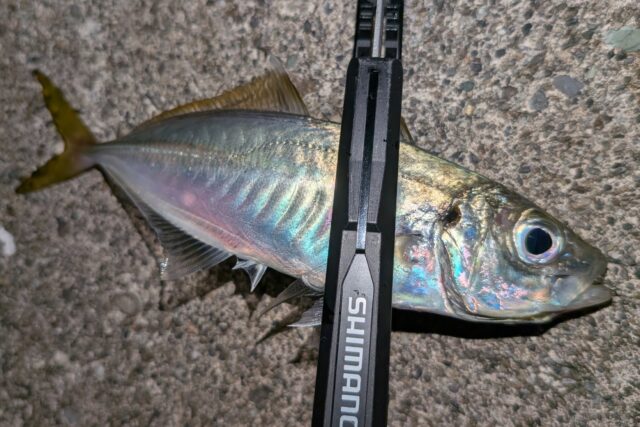 これは20㎝クラスのレギュラーサイズ♪