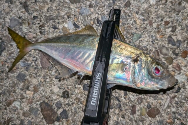 これは24㎝クラスの良いサイズでした♪