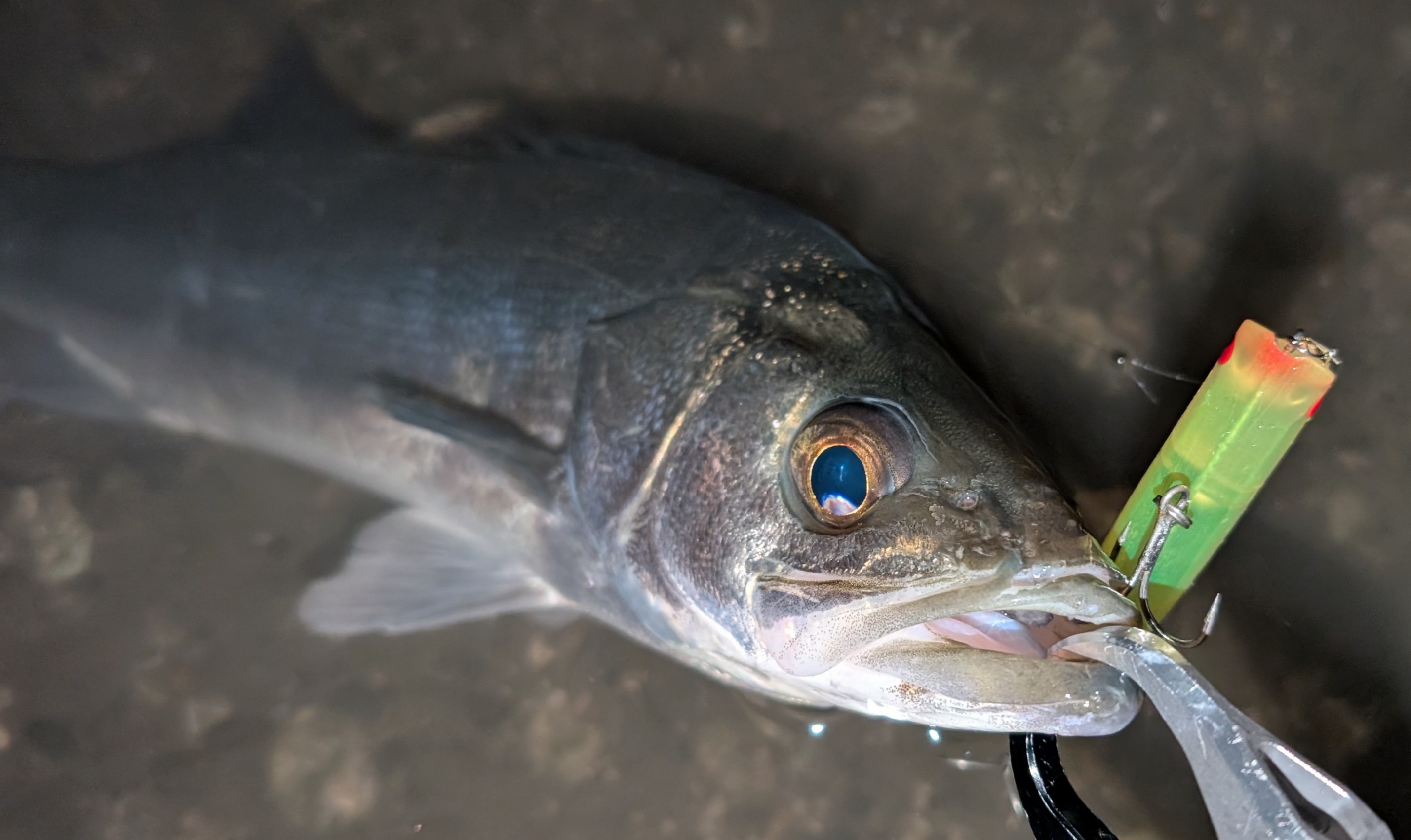 PXL_20251129_200404577_copy_2858x1702