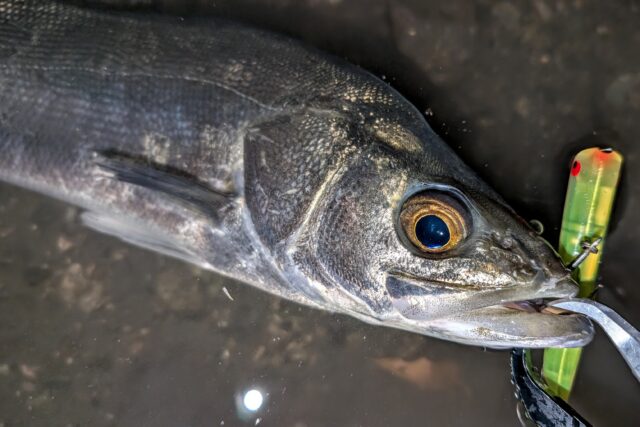 PXL_20251129_200413155~2_copy_3060x2041