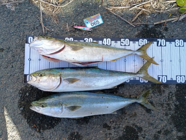 YXWhzfpIszEw94aFgb2xHF4-8m7eypnfhjTdcoeqwcau0jhTm3ijxtbllk_tHbtFeiJwvjPFB-TtpZKmYFm2B1Q6RP0VzKODMidtEo-_Vp3OtaRcfiEhQuVYeiwDS_SthQ7XXNlMIvOKyR-Uke5ipw==