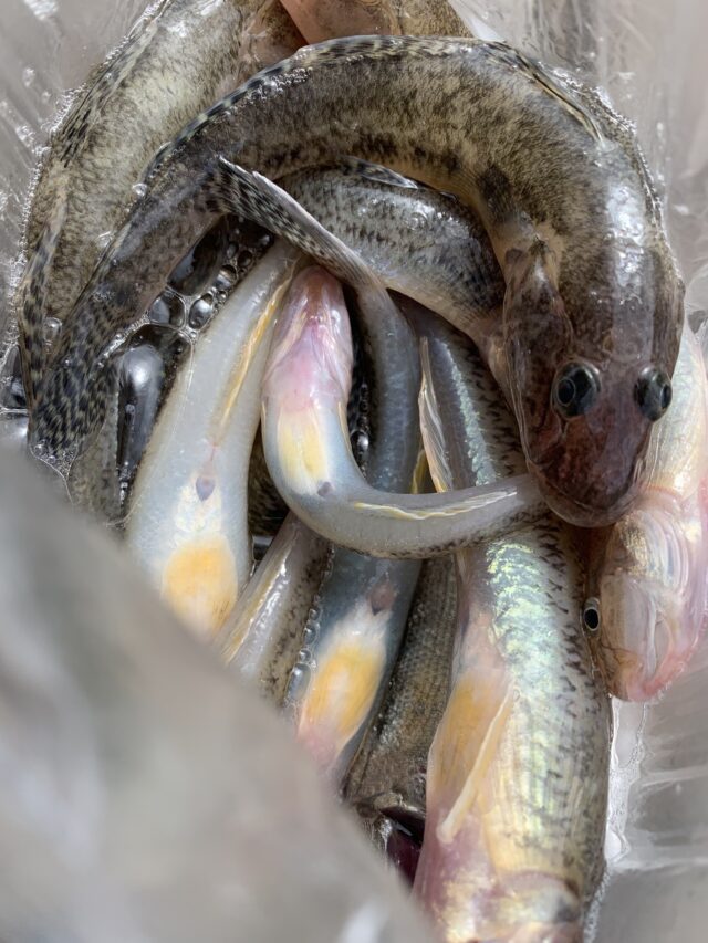 dJjeIkcwSD7695Lg4yOPC_fhhBlZq5LKhnJv4fnyTPGTZTj5nusTEr9QIQ2adLxvOnNWxqPYM9KrfugbUaMh6apIv1eMX9beHBl3wgxKg8JRShwhwOeXeEDHW-fA1RXsyoEYSNdl5TIBu65cFcBv0A==