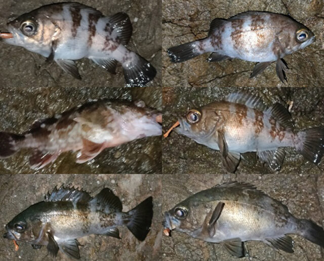 11月23日-オーソノ様