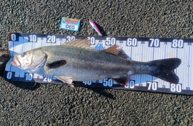 シーバス82モンショ