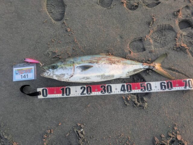 １４１青物65ｃｍモンスターショット