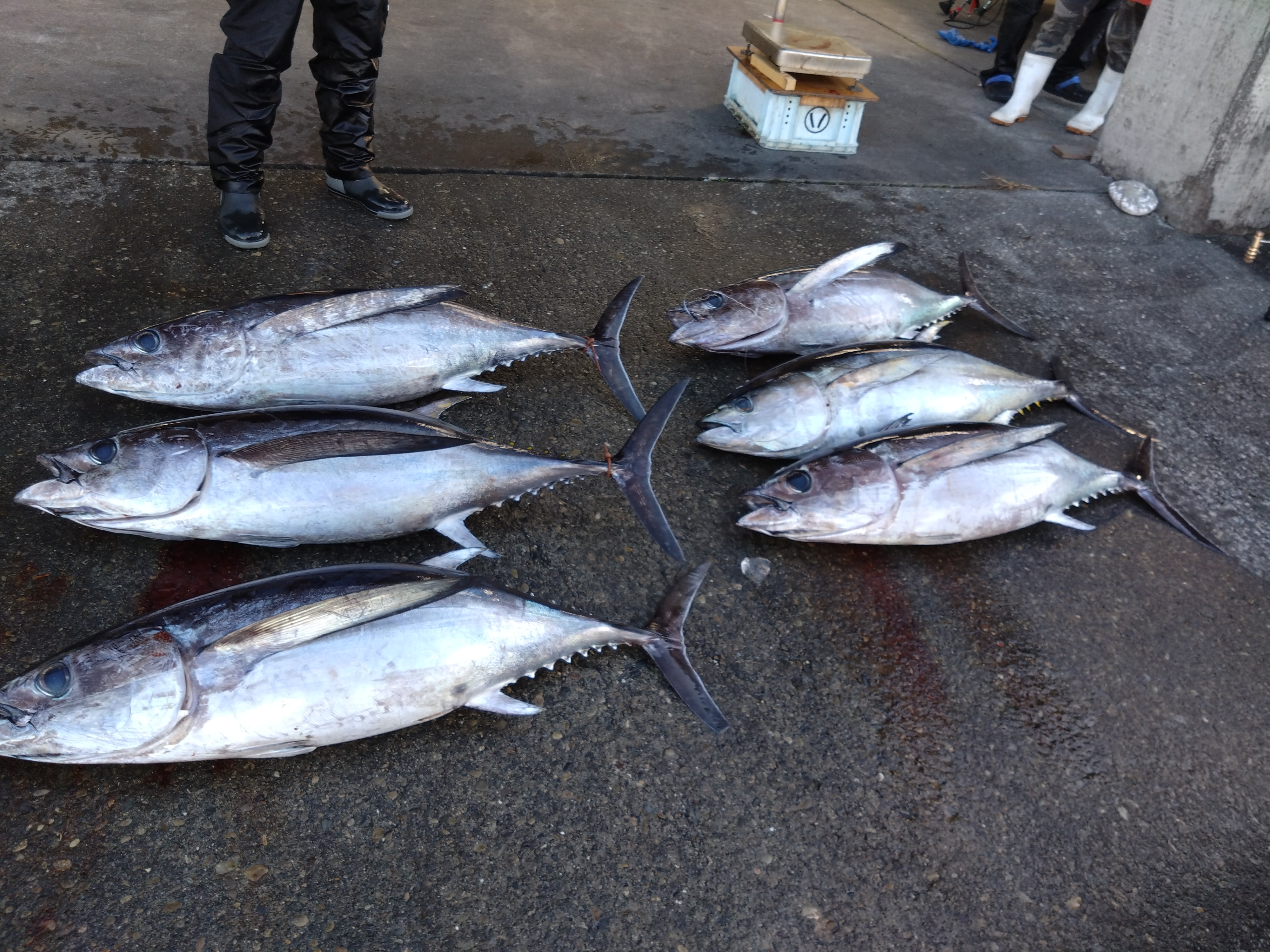 串本・フカセマグロ最終日 | フィッシング遊