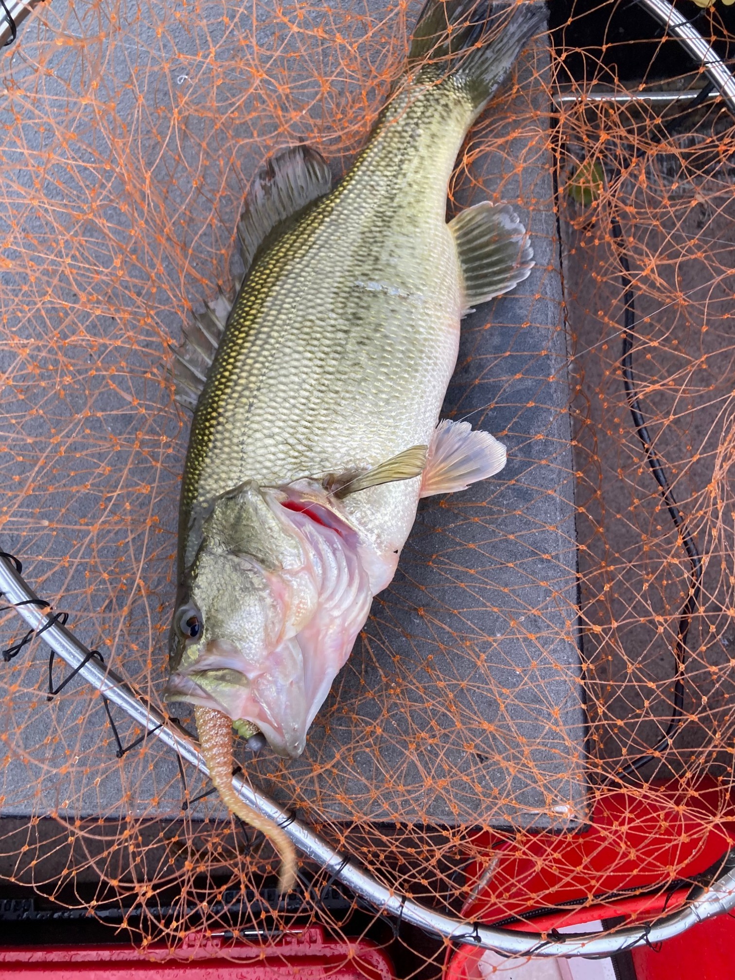 釣り納は琵琶湖バス釣り！ | フィッシング遊