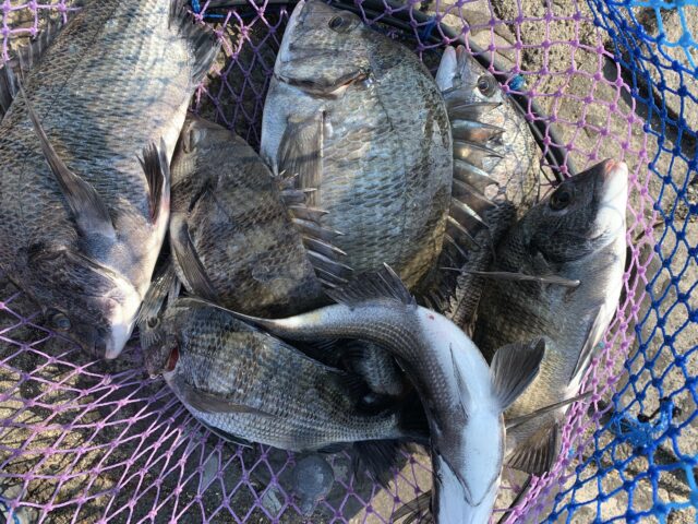 KU3_VSUjYSkL_8liZgwFPDA5gBLguthDtaA_aD3lGT_RvIPod2gLl-HeMMe1tJC_p03axHRgbAUt0ud7q8yeRn7wl02Y_maLMm-9GCJAYiuMx_kZO2KtqGF_75r4cVvhhQ7XXNlMIvOKyR-Uke5ipw==