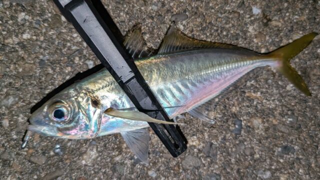 これは26㎝を少し超えるこの日の最大サイズでした♪