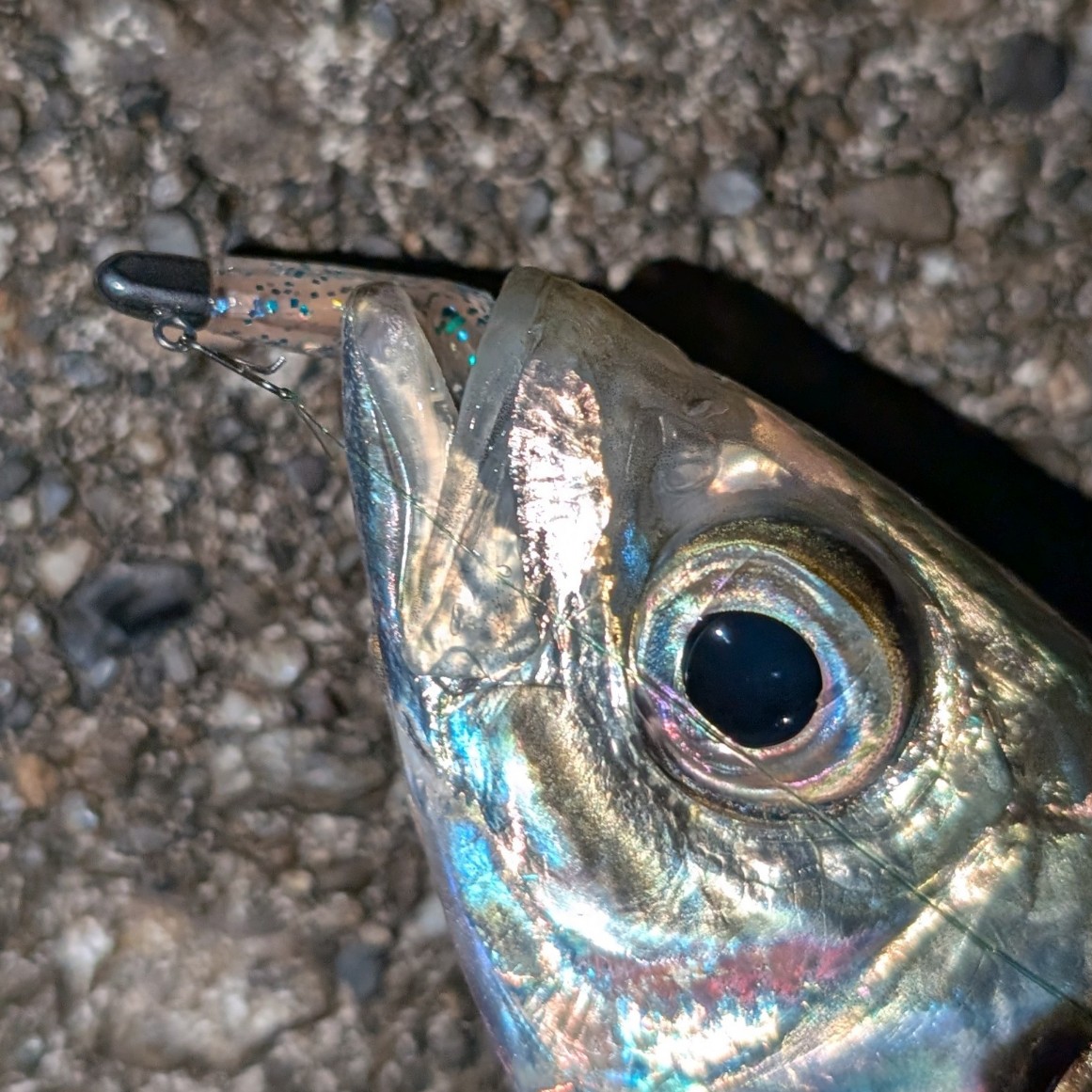 PXL_20251130_083647063_copy_1161x1161