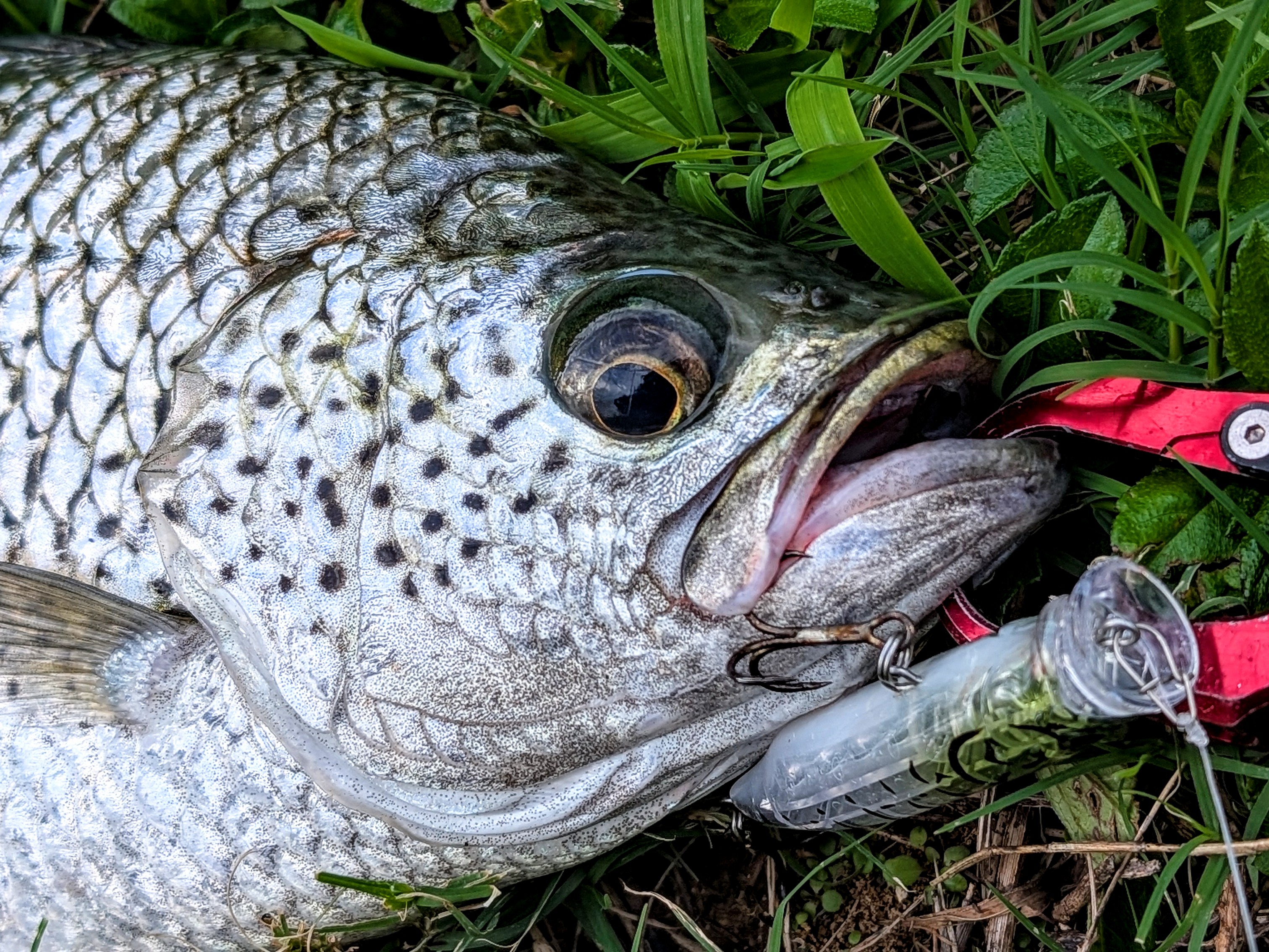 PXL_20251203_063907463.PORTRAIT.ORIGINAL~2