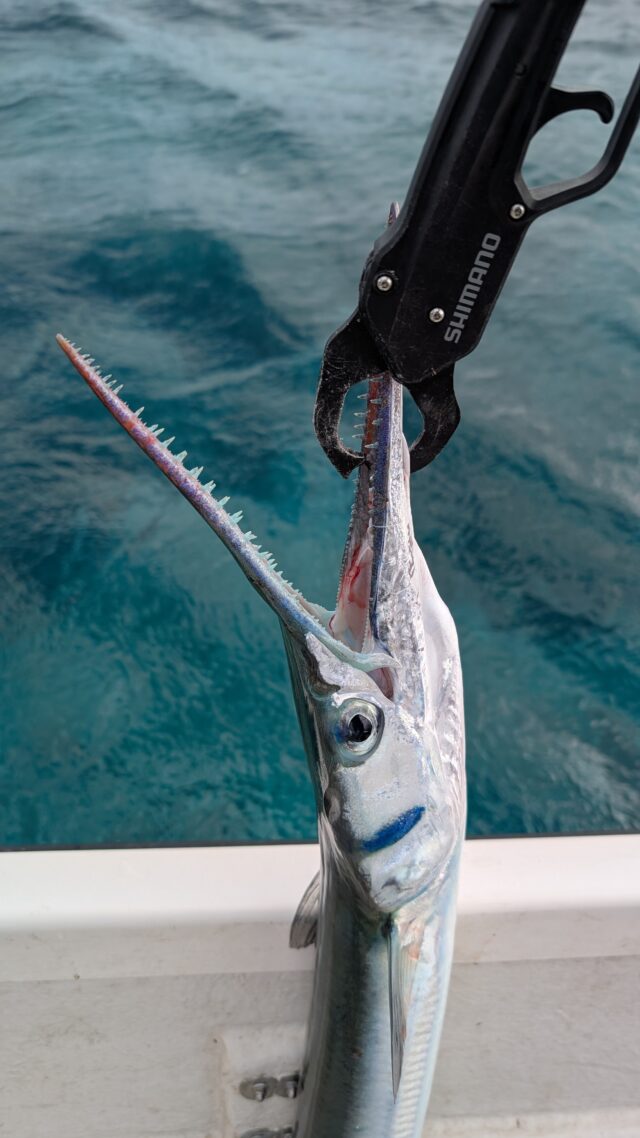 まるで怪獣のような牙と頭のオキザヨリ！