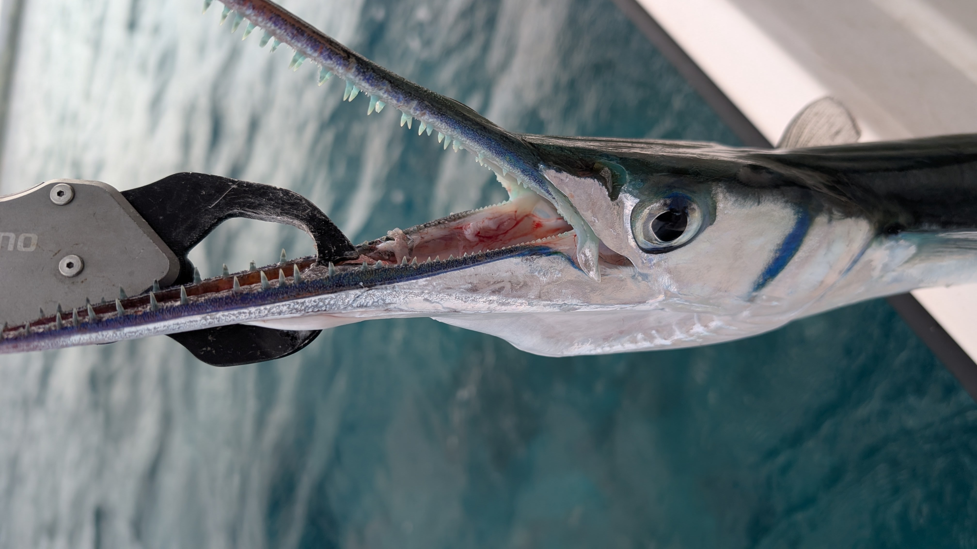 PXL_20251204_011833313~2