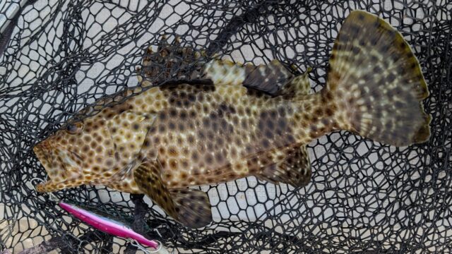 水面下５０㎝のシャローレンジをリトリーブしているミノーにヒット！