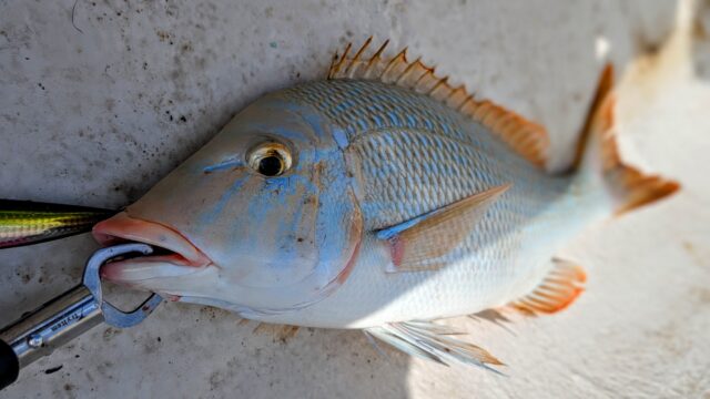 サイズ的には45㎝位ですが、パワーは別格でした♪