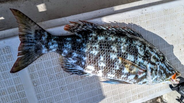 PXL_20251205_015505330.MP~2_copy_1635x920