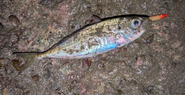 PXL_20251206_154931872