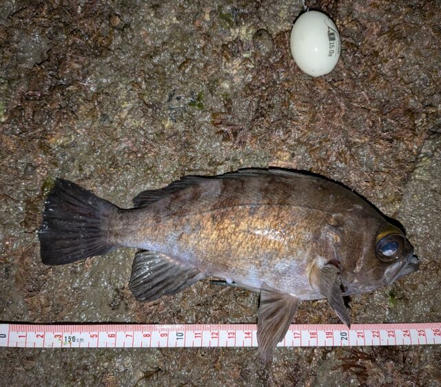 PXL_20251206_171937906