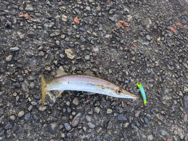 PXL_20251207_071407001.MP