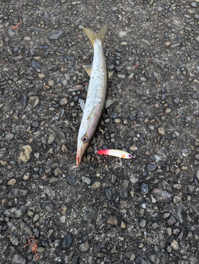 PXL_20251207_074156833.MP