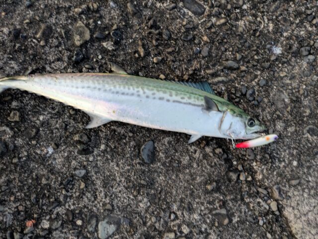 PXL_20251207_080227706.MP