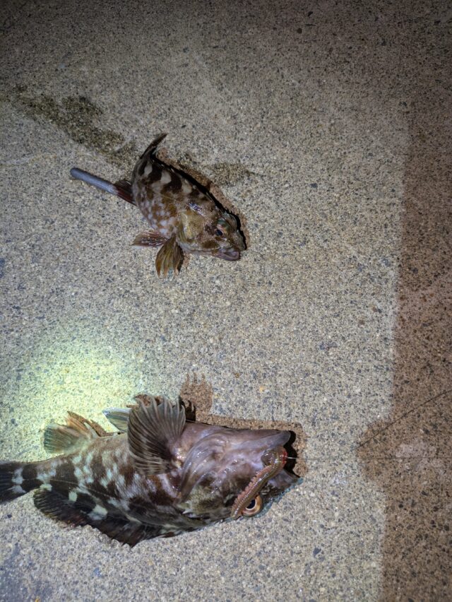 PXL_20251209_131259182