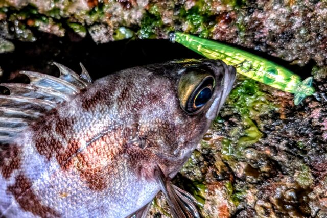 今シーズンもお世話になります「 ビートイート 」