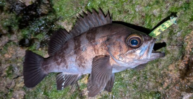 時合にはビートイートで連発モード♪