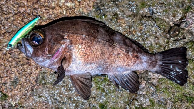 なかなかのファイトで楽しませてくれました♪