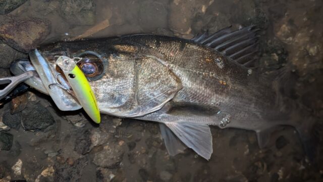 PXL_20251209_171620548~3_copy_1479x832