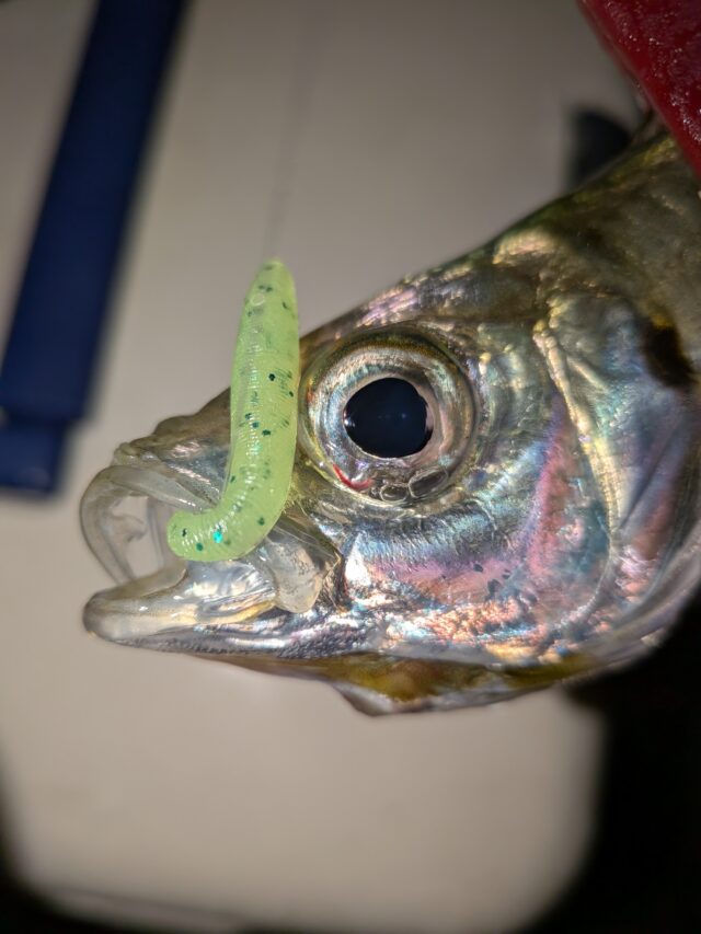 PXL_20251215_131503680.MACRO_FOCUS